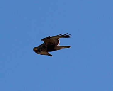 [The white and brown underside feathers are visible on the partially outstretched wings of this bird in the sky. It appears the bird has its eyes closed.]